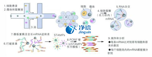 中國人自己的單細(xì)胞測序儀來了！